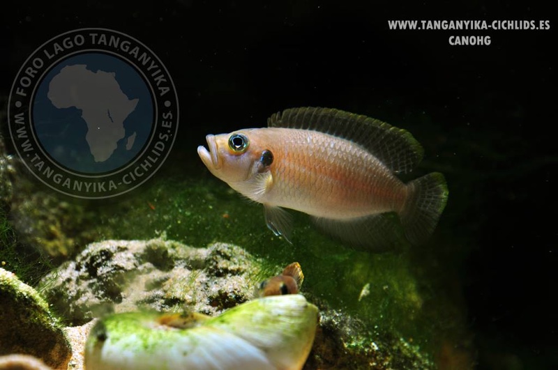 Neolamprologus brevis 'Ikola'